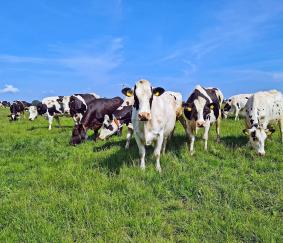 Boer vooruit door strategische keuzes