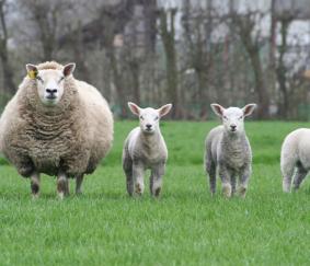 Subsidieregeling voorkomen van schade door wolven (Provincie Gelderland)